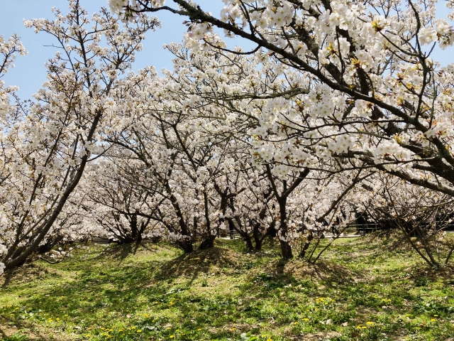 仁和寺の概要